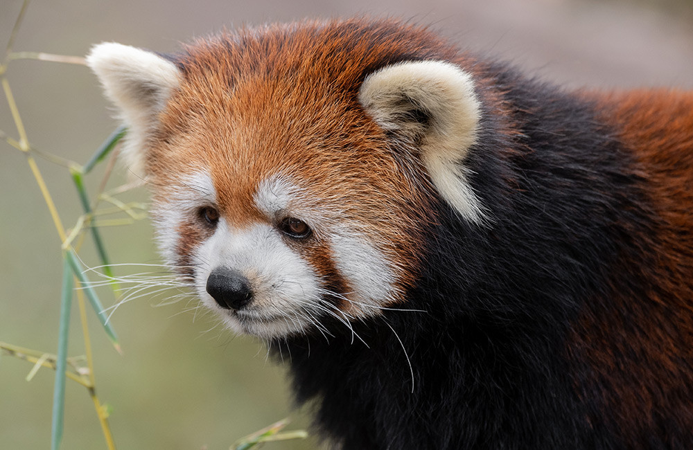 Collaborative Initiatives Aim to Safeguard the Endangered Red Panda Population