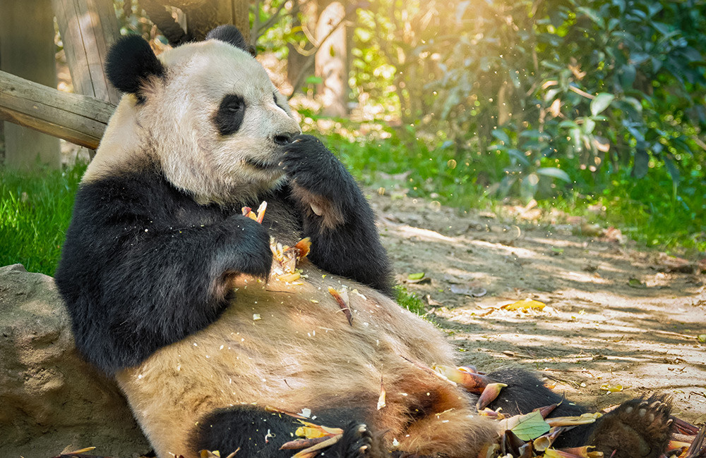 Ming the Panda: A Furry Tale of Resilience and Hope